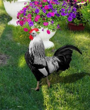 Realistic Rooster Statues Acrylic Double-Sided Printing Outdoor Garden Sculptures Chicken Ornaments Yard Art Decor