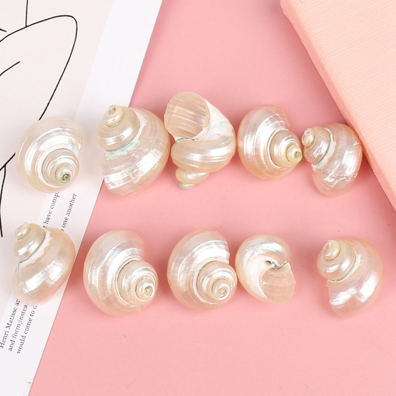 10PCs Natural Conch Shells Mini Conch Wall Decoration DIY Aquarium Landscape Seashells Crafts Silver Plated Conch Jewelry DIY