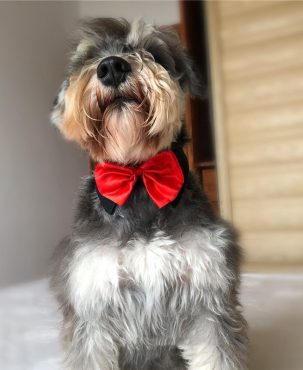 Dog Cat Pet Bow Tie Bowknot Neck Accessory Puppy Dickie Necktie Necklace Collar