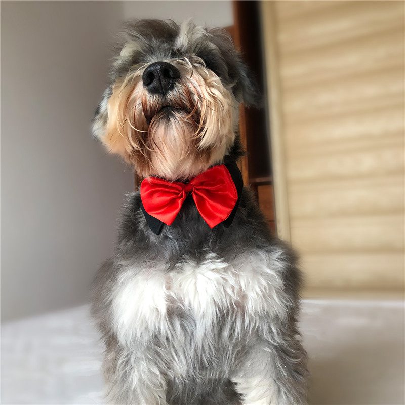 Dog Cat Pet Bow Tie Bowknot Neck Accessory Puppy Dickie Necktie Necklace Collar