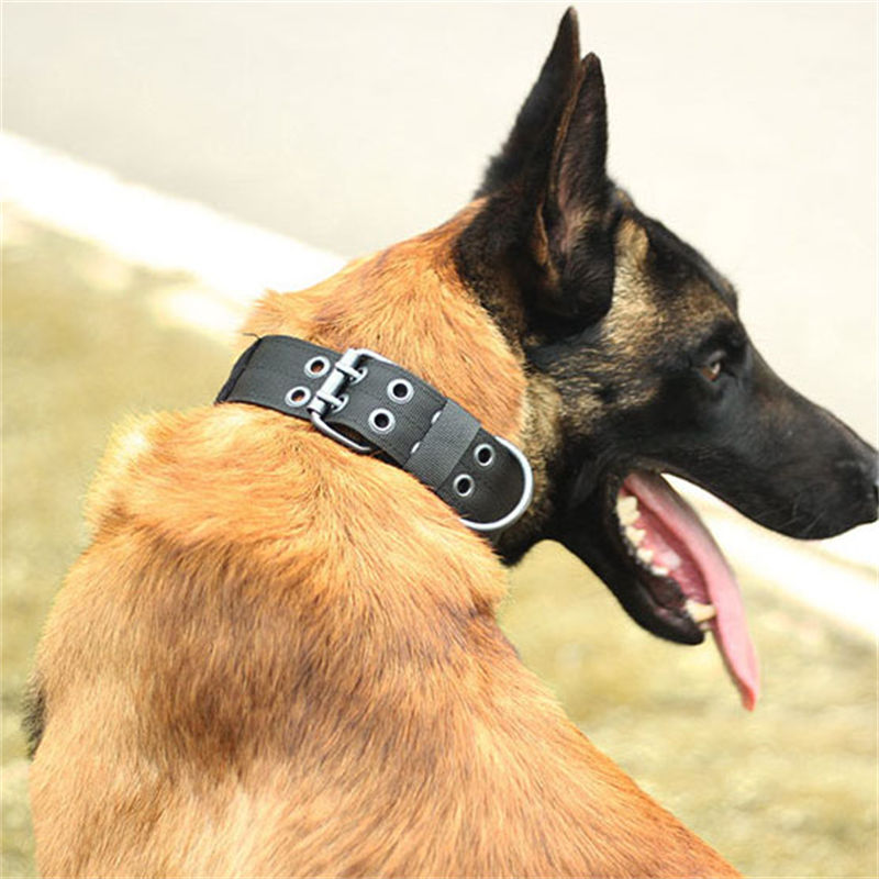 Wear-Resistant Five-Gear Adjustable Pin Buckle Pet Collar Dog Collar Medium Large Dog - Image 3