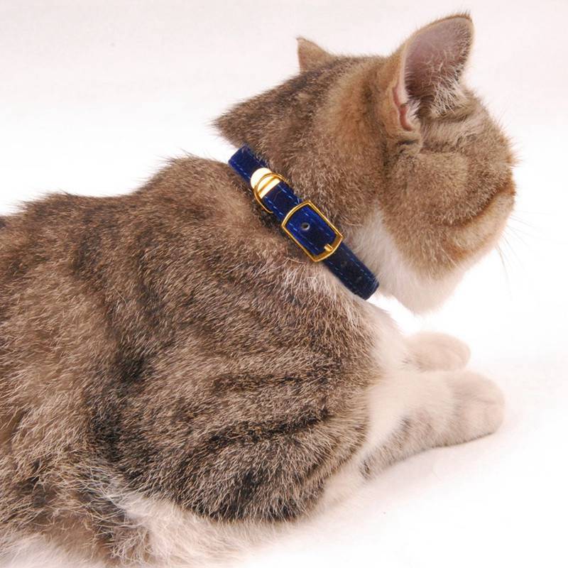 Cat Collar With Bell Safety Cat Collars Puppy Dog Collar For Cats Small Dogs Kittens Solid Pet Collar Chihuahua Products YS0032 - 图片 10