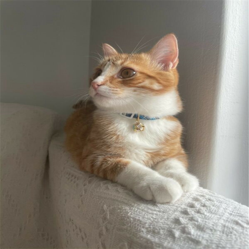 Cat Dog Collar Cute Japanese/Chinese Style With Bell & Adjustable Strap - 图片 5
