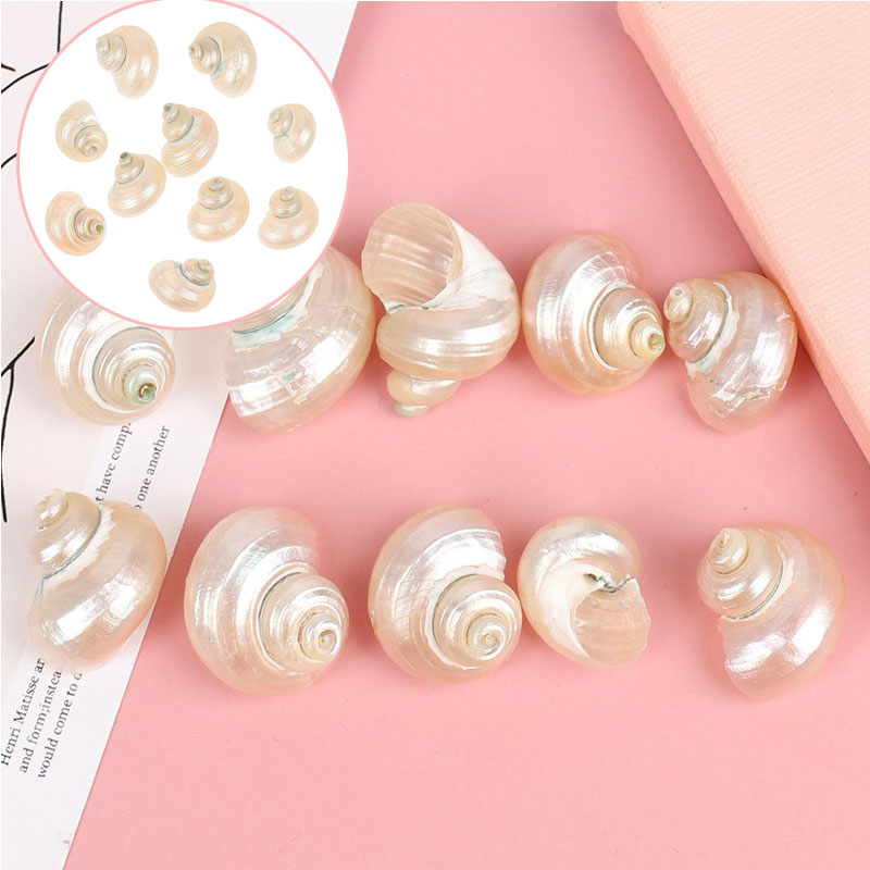 10PCs Natural Conch Shells Mini Conch Wall Decoration DIY Aquarium Landscape Seashells Crafts Silver Plated Conch Jewelry DIY - Image 19